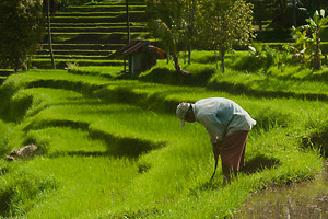 rice farmer in bali