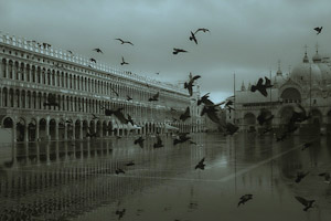 sanmarco birds