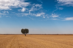la mancha