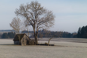 icy morning